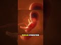 How the Human Fetus Develops During Pregnancy (3D Animation) #3danimation #medicaleducation #fyp