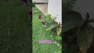 #springdiaries #garden #gardening #update #spring #nature #homesteading #plants #catsofyoutube #cat