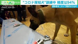 ドイツで“コロナ探知犬”訓練　実験の精度は94％(2021年2月4日)