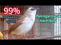 Hitungan Detik Trucuk Macet Bunyi Langsung Nyaut Dengan Suara Panggilan Trucukan Ini Mp3 - Mp4 Download