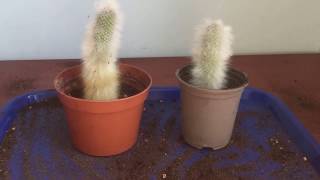 Plant based re-brand: Cactus potting by Rowan Wanstall 32 views 3 years ago 9 minutes, 52 seconds