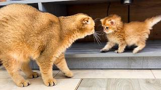 Baby kitten did not know that in a minute he would meet a huge cat