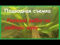 Стая рыбы стала на корм и не дает никому подойти пока за их не взялся хищник Реакция на рыбную муку.