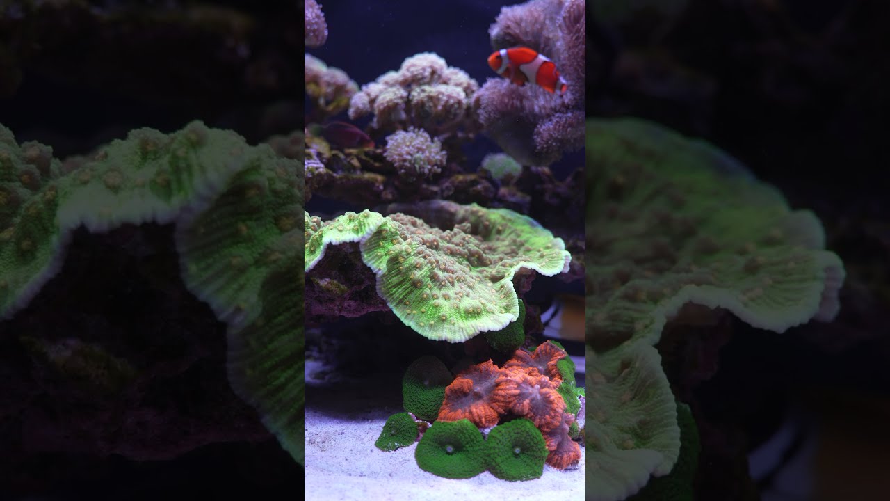 This chalice just keeps growing 👀