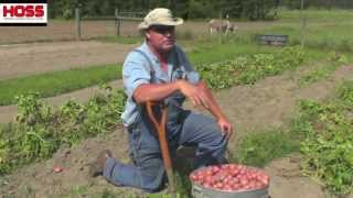 Digging and Storing Your Potatoes