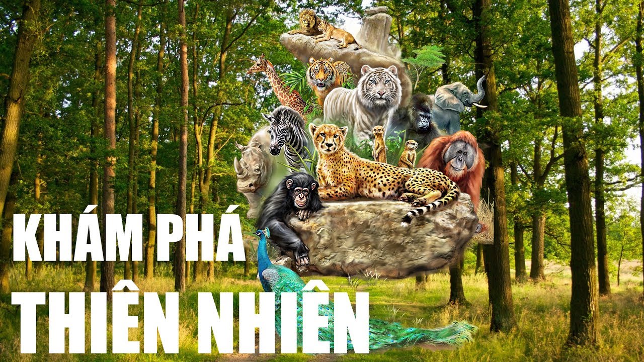 Các loài động vật trong rừng sâu - Cùng bé khám phá thiên nhiên - YouTube