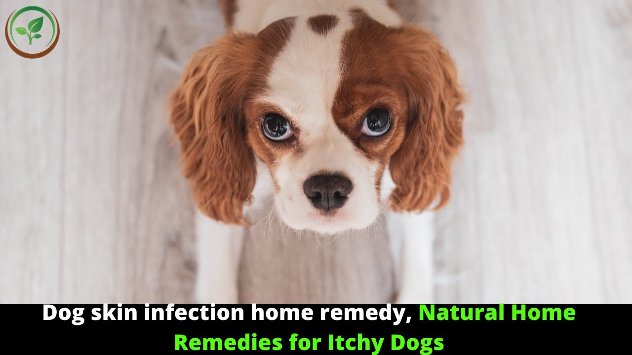 Dog skin infection Home remedies for dog skin infection Skin problems in dogs treatment