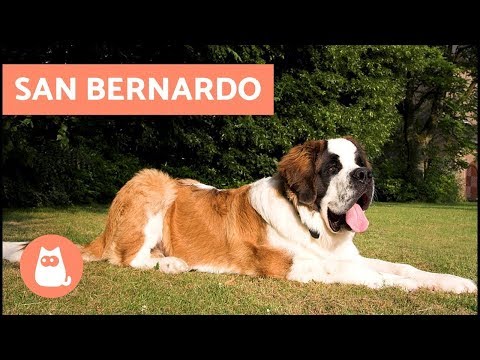 Video: Alcune Caratteristiche Dei Cani San Bernardo