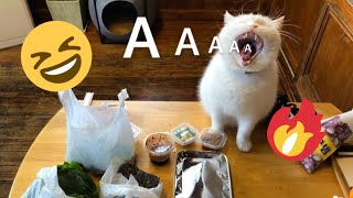 Funniest Cats and Dogs Videos  ||  Hilarious Animal Compilation №347
