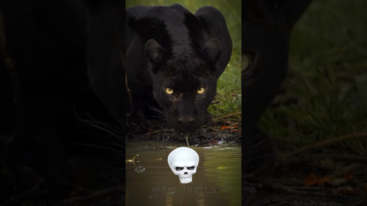 Animal transformation 💀