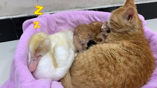 The cat suspects that the rooster wants to steal the kittens😂. The rooster is angry. 😺Cute animals