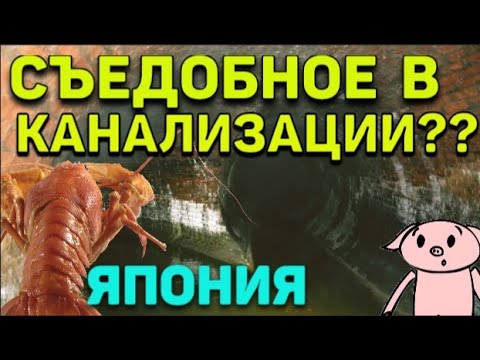 Видео: РАКИ в японской КАНАЛИЗАЦИИ! Ловим и едим!