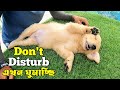 Cute Golden Retriever Puppy Sleeping in Serampore Pet Market।