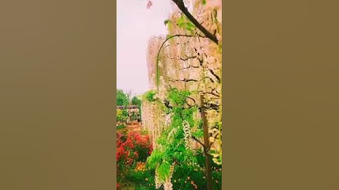 Al Quran Surah Balad | beautiful voice  القرآن سورة بلد |