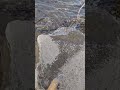 Low water fishing rod find