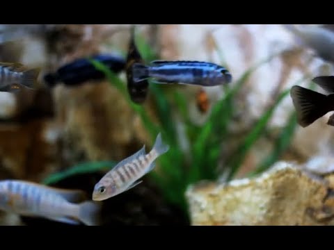 Enjoy with: pure mood, relaxation with fish and their dazzling beauty Co...