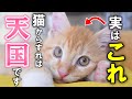 猫が泣くほど幸せに感じること13選