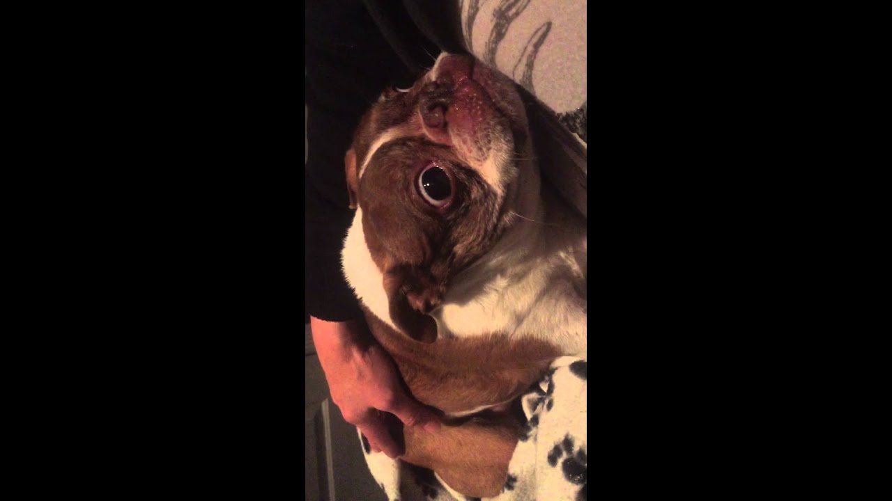 63+ Boston Terrier Seizures Symptoms Pic Bleumoonproductions