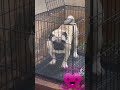 VIDEO NGẮN | GUCCI&#39;s son&#39;s daily life | Pug Mặt Xệ