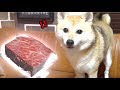 100g１万円の鯨肉を食べる柴犬