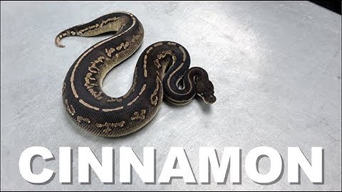 "Featured Morph" Cinnamon Ball Python Gene !!