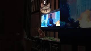 scared kitten upon watching action movieviralshortsfunnycats