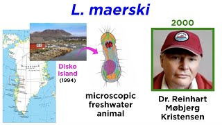 Phylum Micrognathozoa: Tiniest Invertebrates on Earth