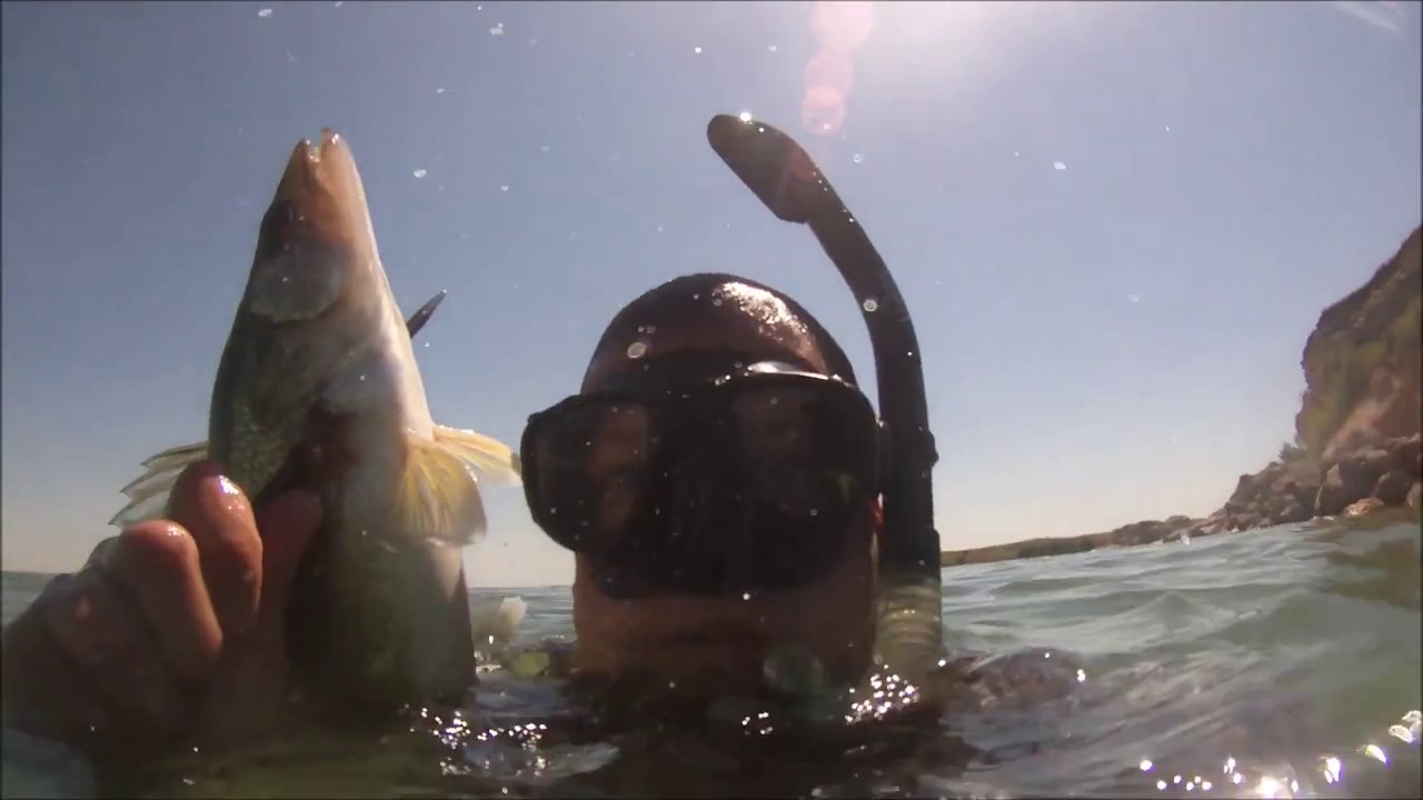 Lake Mcconaughy Walleye Freedive Spearfishing YouTube