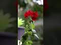 Bahçemde bir gül'dün🌹