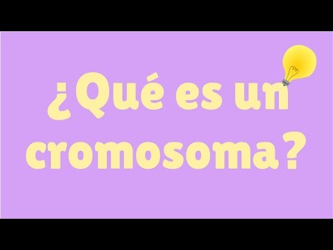 Video: ¿Qué cromosoma es femenino?