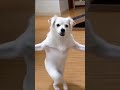 #viral #content #funny #shorts