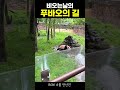 [PandaTV] 비오는 날의 푸바오의 길 #푸바오#러바오#아이바오