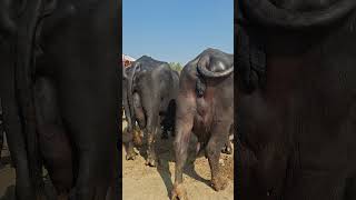 Neli Ravi Buffalo | Salem Mandi Bhalwal