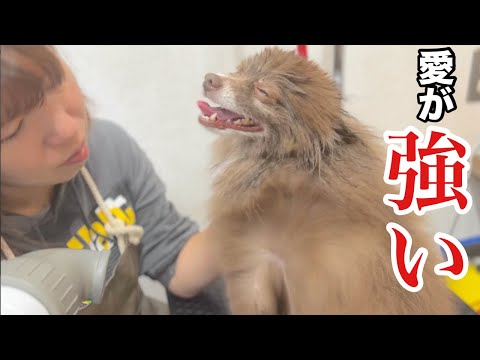 親友レベルに愛が強いポメラニアン！？（フォンデくん）