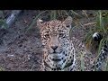 Pt 1 Safari Live&#39;s Sunset Safari Drive at 3:30 PM on April 19, 2018 |( Hosana &amp; Xidulu )