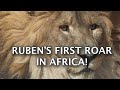 Rubens first roar in africa
