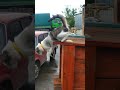 #USA#cat#kitty#dinosaur#transformation#vfx#funny#humor#meme#youtubeshorts#shorts