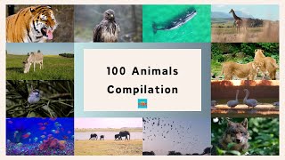 100 Animals Compilation | Educational Video