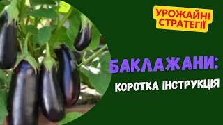 Як посіяти та виростити баклажани: коротка інструкція