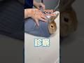 食事を食べずお腹に張りがある6ヶ月ウサギが動物病院にやって来た!