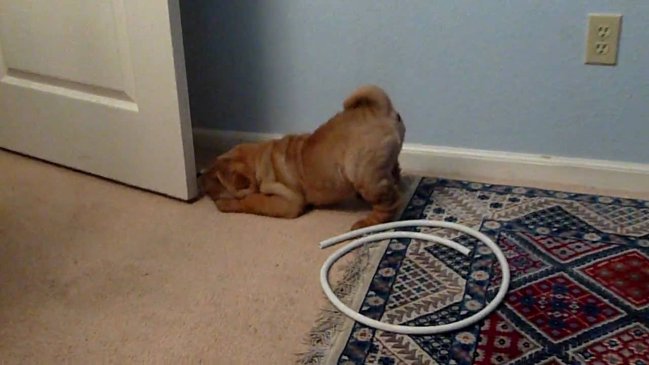 Romeo the Shar Pei puppy barking at door spring! YouTube