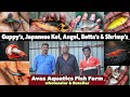 Biggest fish breeding farm bangalore guppy angelfish betta shrimps cichlid  avas aquatics