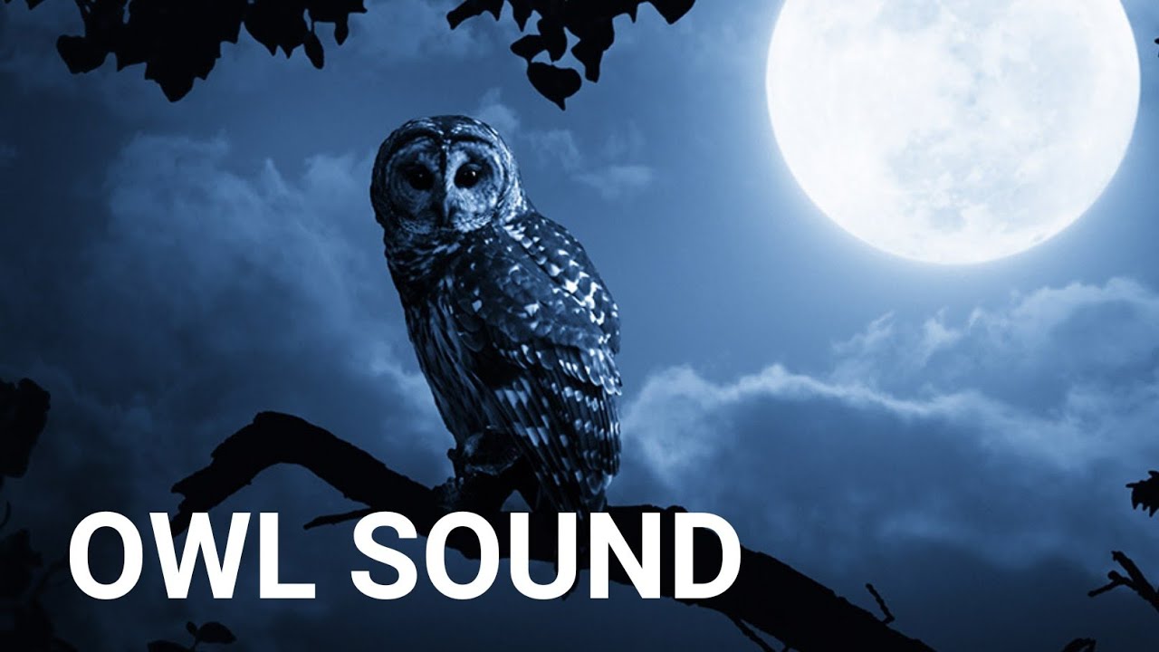 Owl Sound Effect ?????? Night Owl Ringtone YouTube