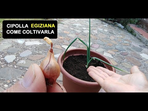 Video: La Cipolla Di Suvorov (18 Foto): Coltivazione Di Cipolla E Aglio E Sua Descrizione. Le Sfumature Della Partenza. Quando Piantarlo?