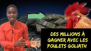 Avantages et inconvénients des poulets goliath