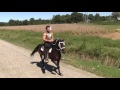 Exceptional Single Footing Speed Racking Stallion Willard's Rowdy Who - Jacob Parks Horsemanship