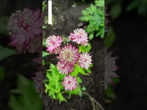 Video: Astrantia: Gojenje rastlin Masterwort na vašem vrtu