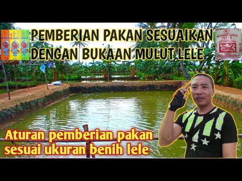 Video: Cara Beralih Ke Pemberian Makanan Buatan Artificial