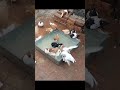 This is how pigeons bath and feed their children