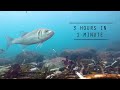 Awesome Ocean Timelapse - GoPro 4K